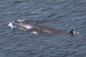 Minke whale, Slea Hd, Kerry 14/06/08 © Nick Massett, IWDG